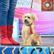 Выставка беспородных собак «Кубок Барбоса 2017» фотографии