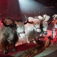 Цирковое шоу «Королевский цирк Гии Эрадзе» 2022 фотографии