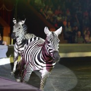 Фото: circus-sochi.ru