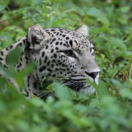 День переднеазиатского леопарда на «Роза Хутор» 2022 фотографии