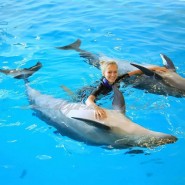 Плавание с дельфинами в Сочи фотографии