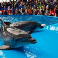 Открытие дельфинария Сочи Парка 2020 фотографии