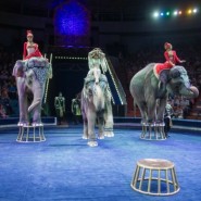 Циркового шоу слонов «Инди-Ра» 2020 фотографии