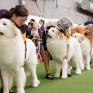 Выставка собак «Sochi Dog Show» 2018 фотографии