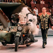 «Бизон-шоу» в Cочинском цирке 2017 фотографии