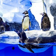 Пингвинарий в Сочи 2020 фотографии