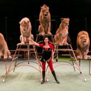 Цирковое шоу «Белые львы Африки» 2018 фотографии