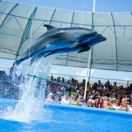 День рождения Сочинского дельфинария 2017 фотографии