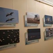 Выставка «Пеликантность. Пеликаны мира» фотографии