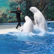 День рождения Сочинского дельфинария 2017 фотографии