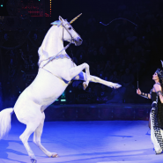 Фото: circus-sochi.ru