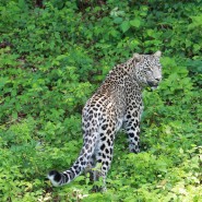 День переднеазиатского леопарда на курорте «Красная Поляна» 2022 фотографии