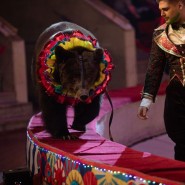 Фото: circus-sochi.ru
