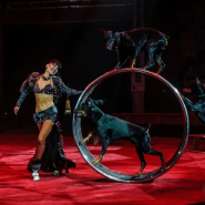 Цирковое шоу «Тотем» 2019 фотографии
