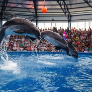 Открытие дельфинария Сочи Парка 2020 фотографии