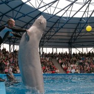 Фото: vk.com/sochipark