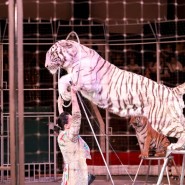 Фото: circus-sochi.ru