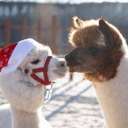 Фото: rosakhutor.ru