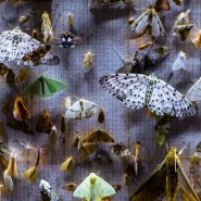 Фото: rosakhutor.com