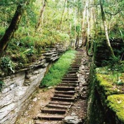 Тисо-самшитовая роща