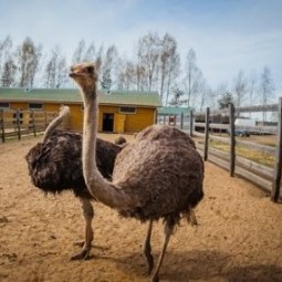 Страусиная ферма «Три Софии»