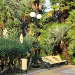 Платановая аллея