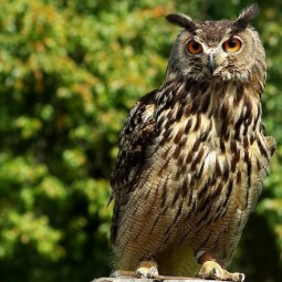 Совариум на курорте «Газпром»