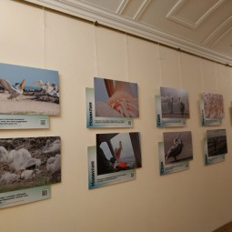 Выставка «Пеликантность. Пеликаны мира»