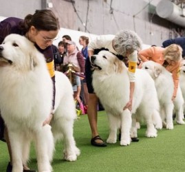 Выставка собак «Sochi Dog Show» 2018