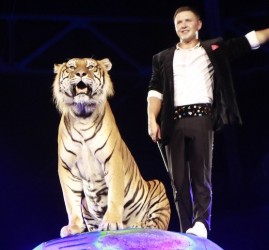 Цирковая программа «Тигры на земле и в воздухе» 2023