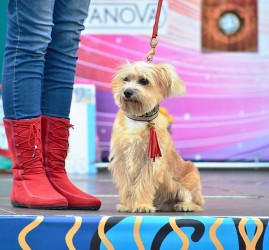 Выставка беспородных собак «Кубок Барбоса» 2018