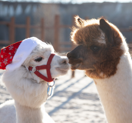 Альпака-ёлка в Пача Мама 2025-2026