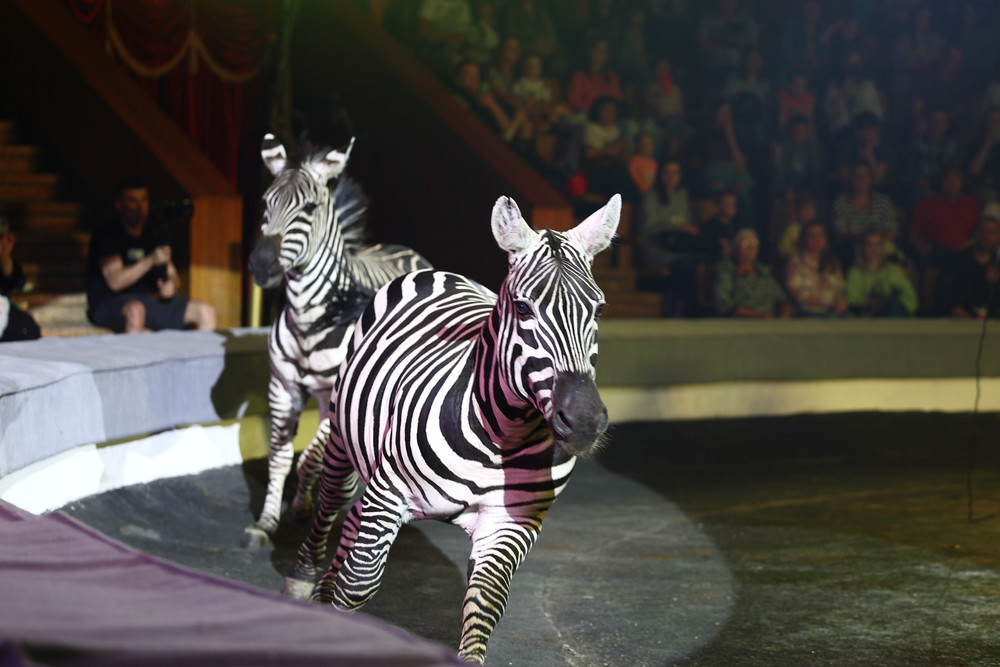 Фото: circus-sochi.ru