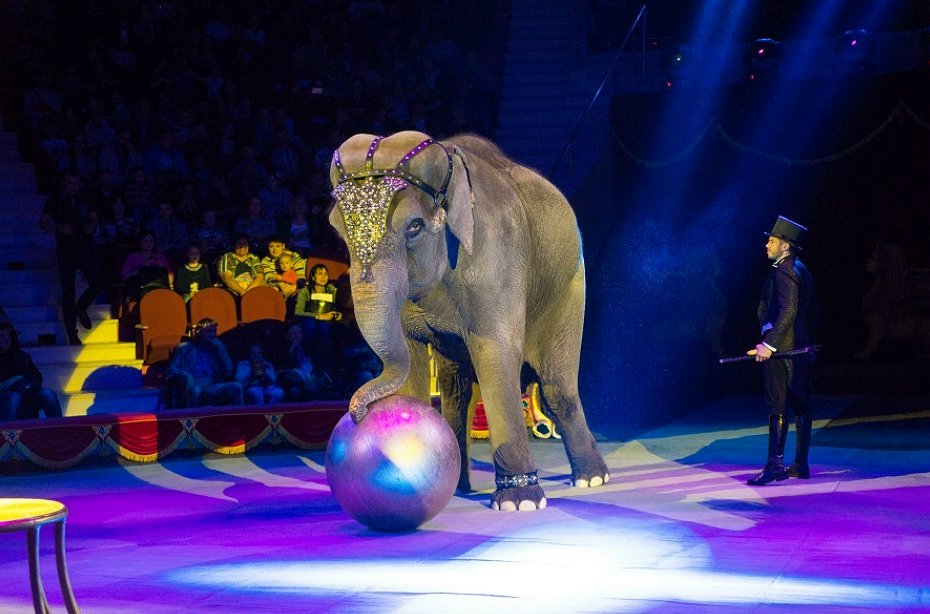 Циркового шоу слонов «Инди-Ра» 2020