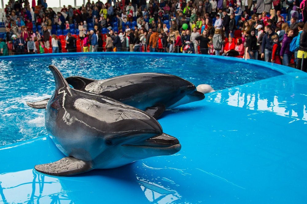 Открытие дельфинария Сочи Парка 2020