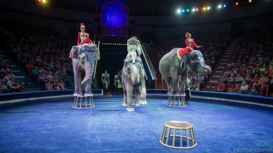 Циркового шоу слонов «Инди-Ра» 2020