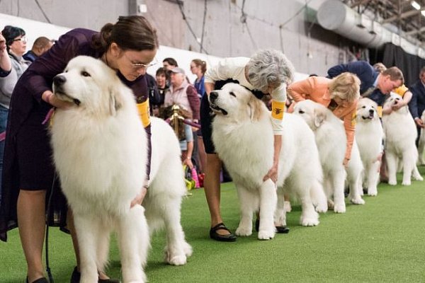 Выставка собак «Sochi Dog Show» 2018