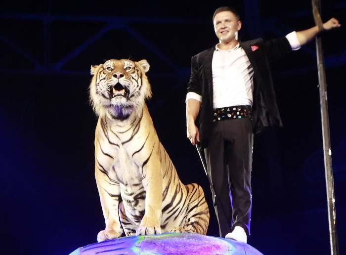 Цирковая программа «Тигры на земле и в воздухе» 2023