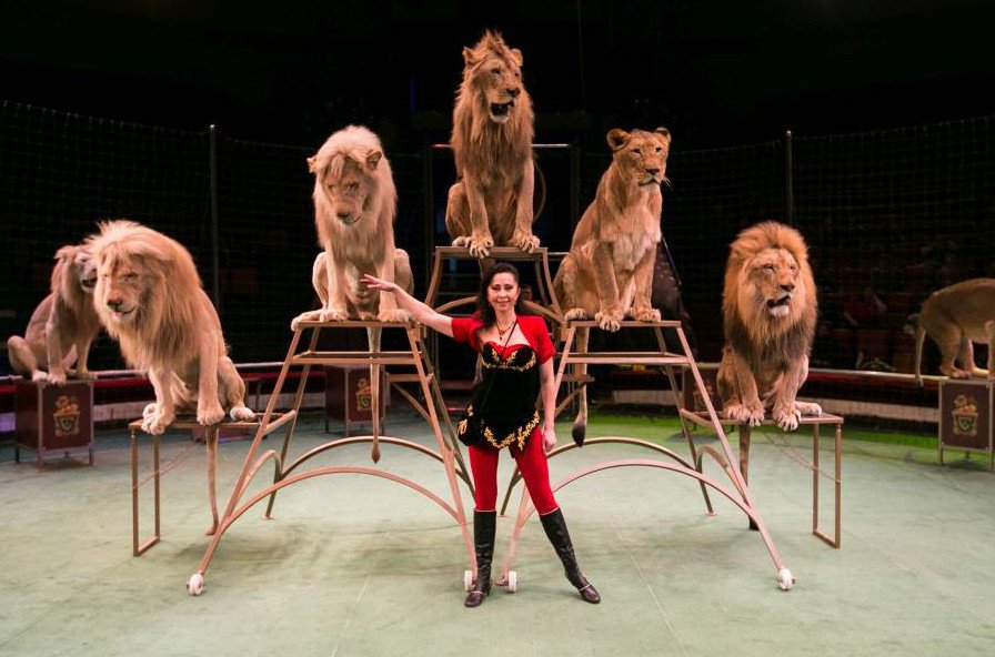 Цирковое шоу «Белые львы Африки» 2018