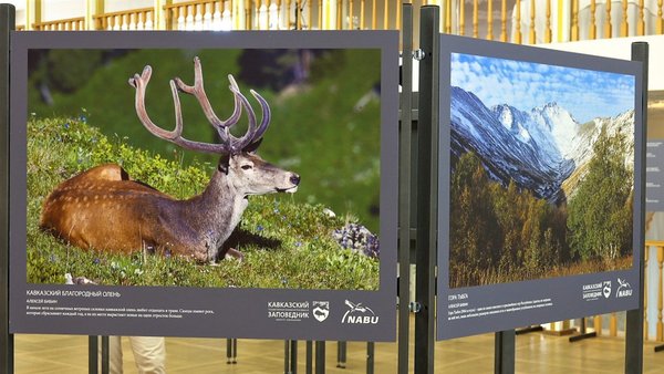Выставка «Природа Кавказского заповедника»