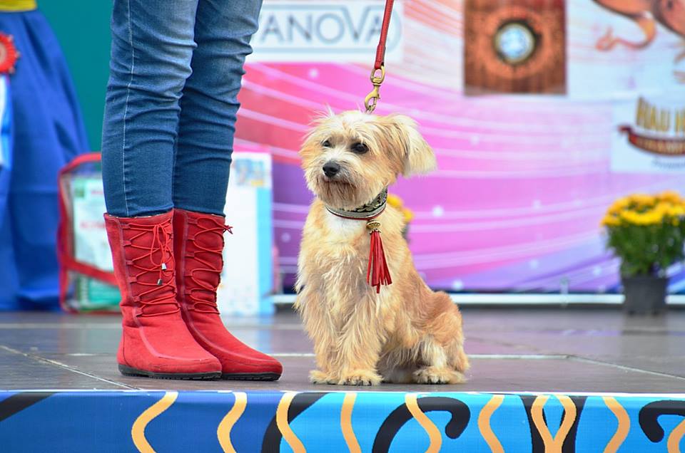 Выставка беспородных собак «Кубок Барбоса» 2018