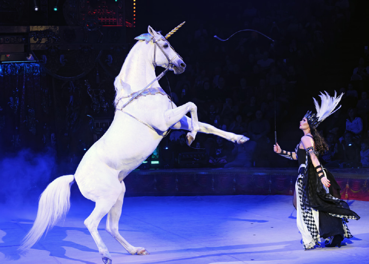 Фото: circus-sochi.ru