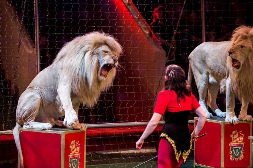 Цирковое шоу «Белые львы Африки» 2018