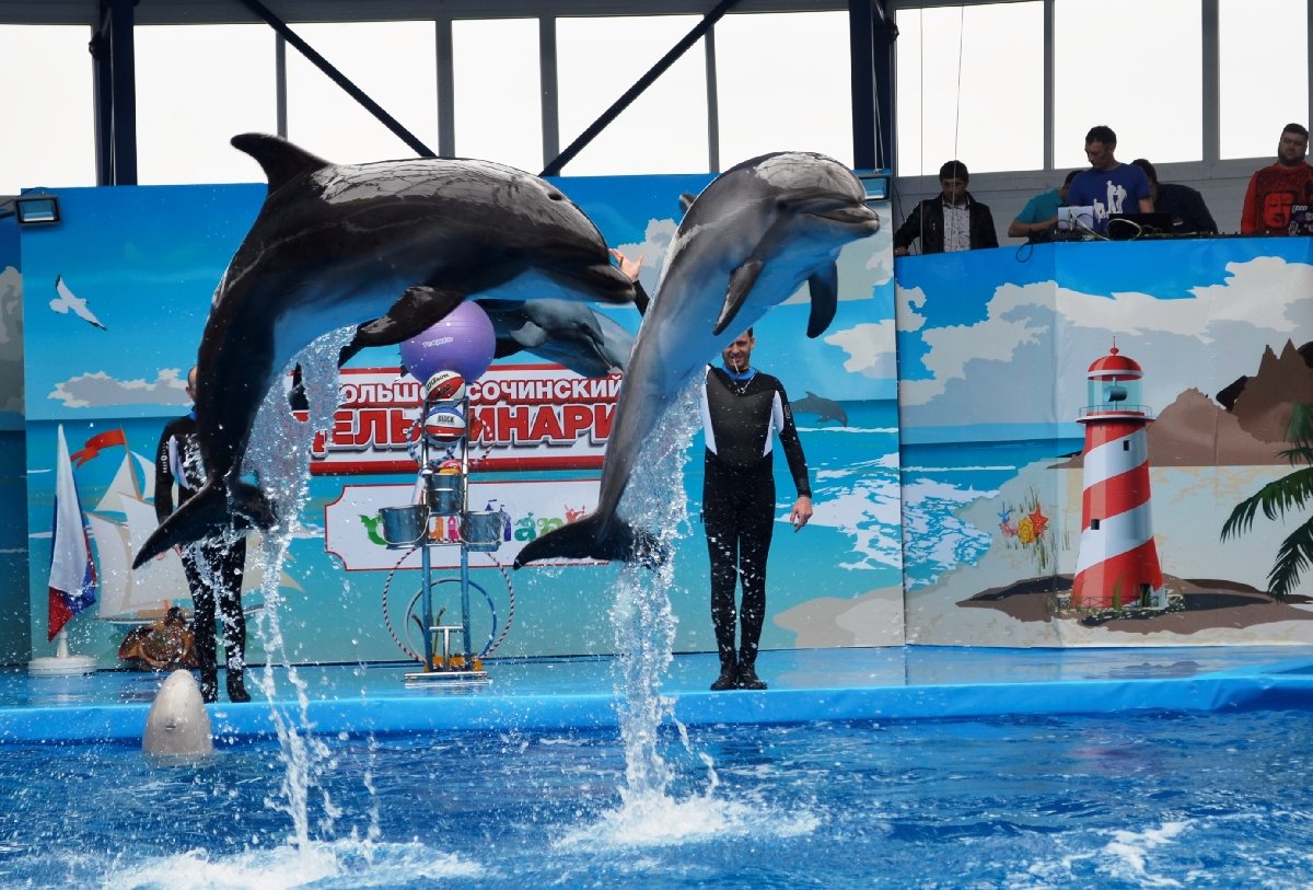 Большой Сочинский дельфинарий Сочи