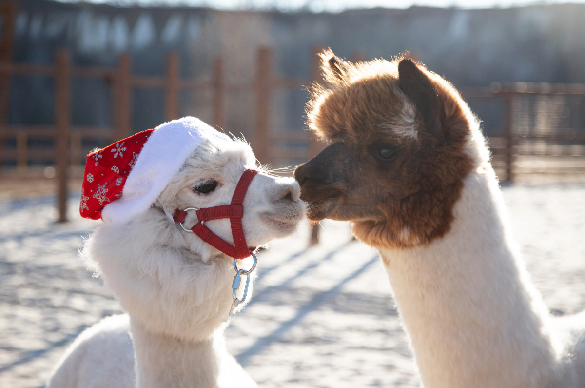 Фото: rosakhutor.ru